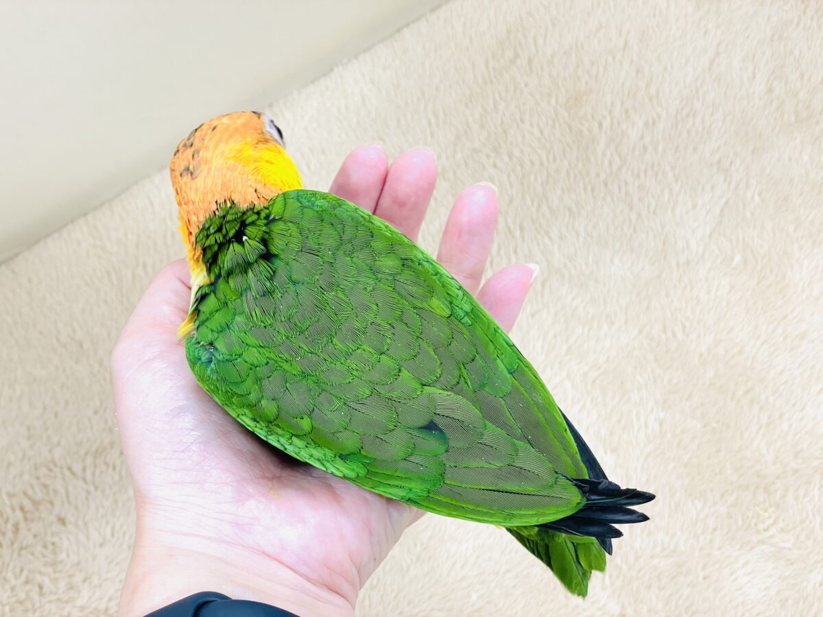 シロハラインコ