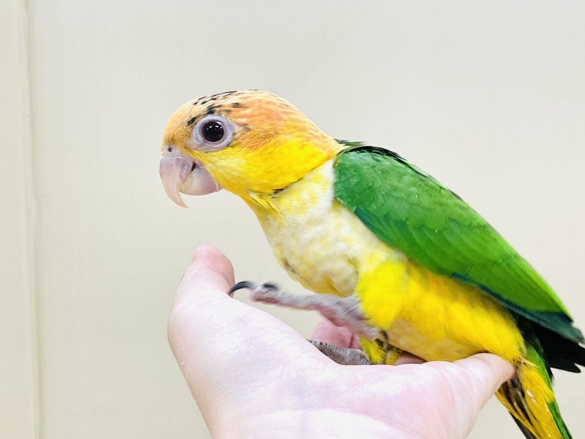 シロハラインコ
