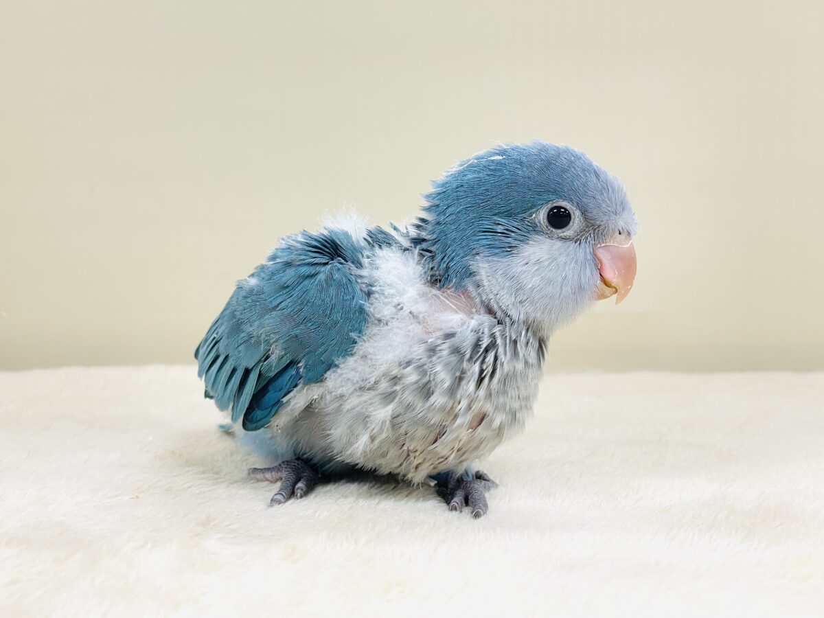 オキナインコ