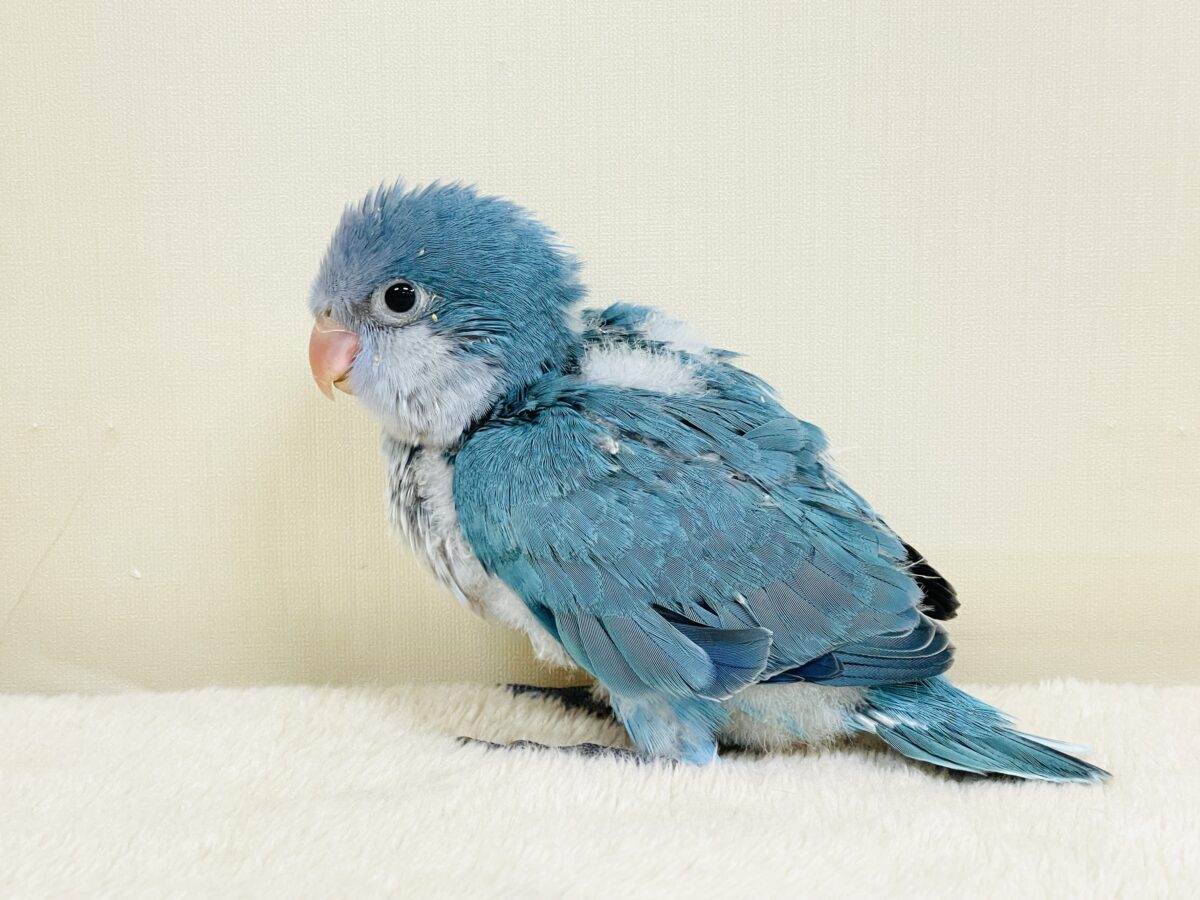 オキナインコ