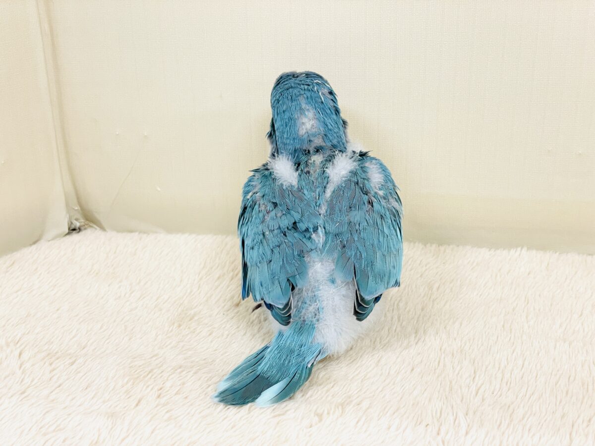 オキナインコ