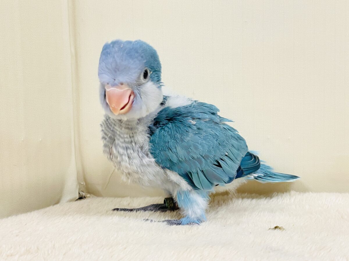 オキナインコ