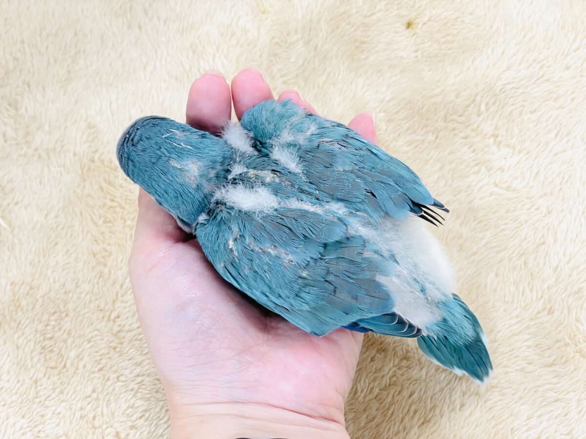 オキナインコ