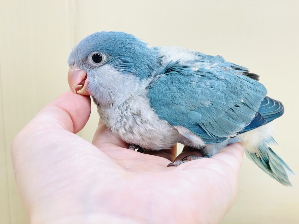 オキナインコ