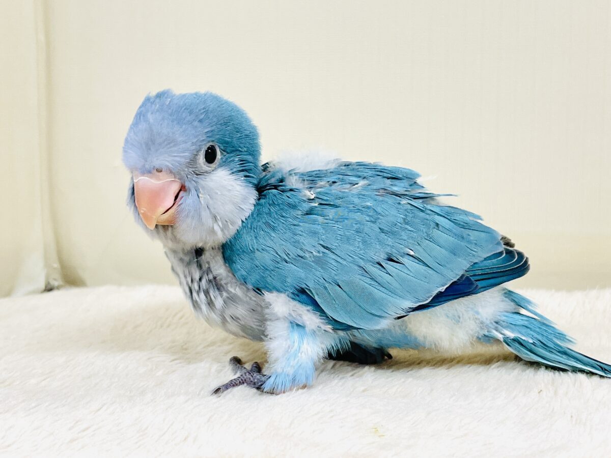 緊張でドキドキっ💙オキナインコ（ブルー）ヒナ