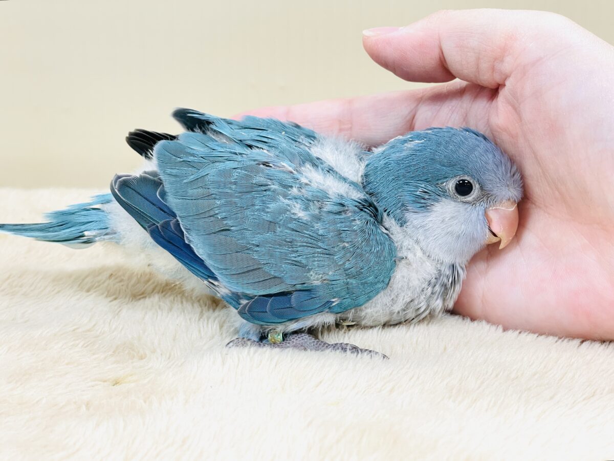 オキナインコ