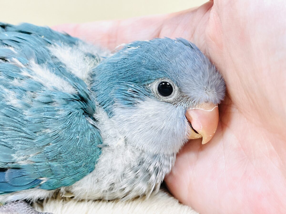 オキナインコ