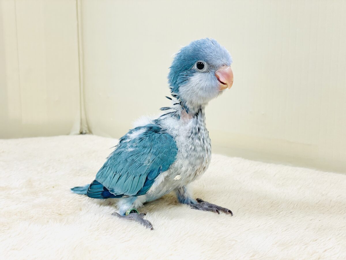 オキナインコ