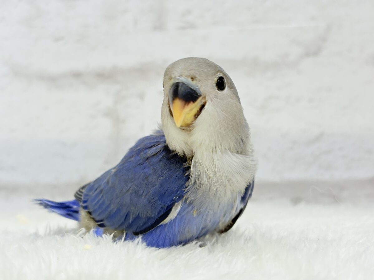 コザクラインコ（小桜インコ）
