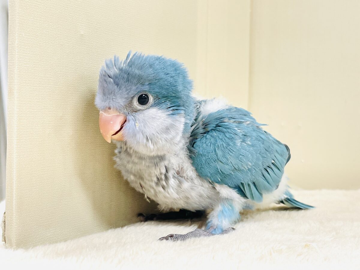 オキナインコ