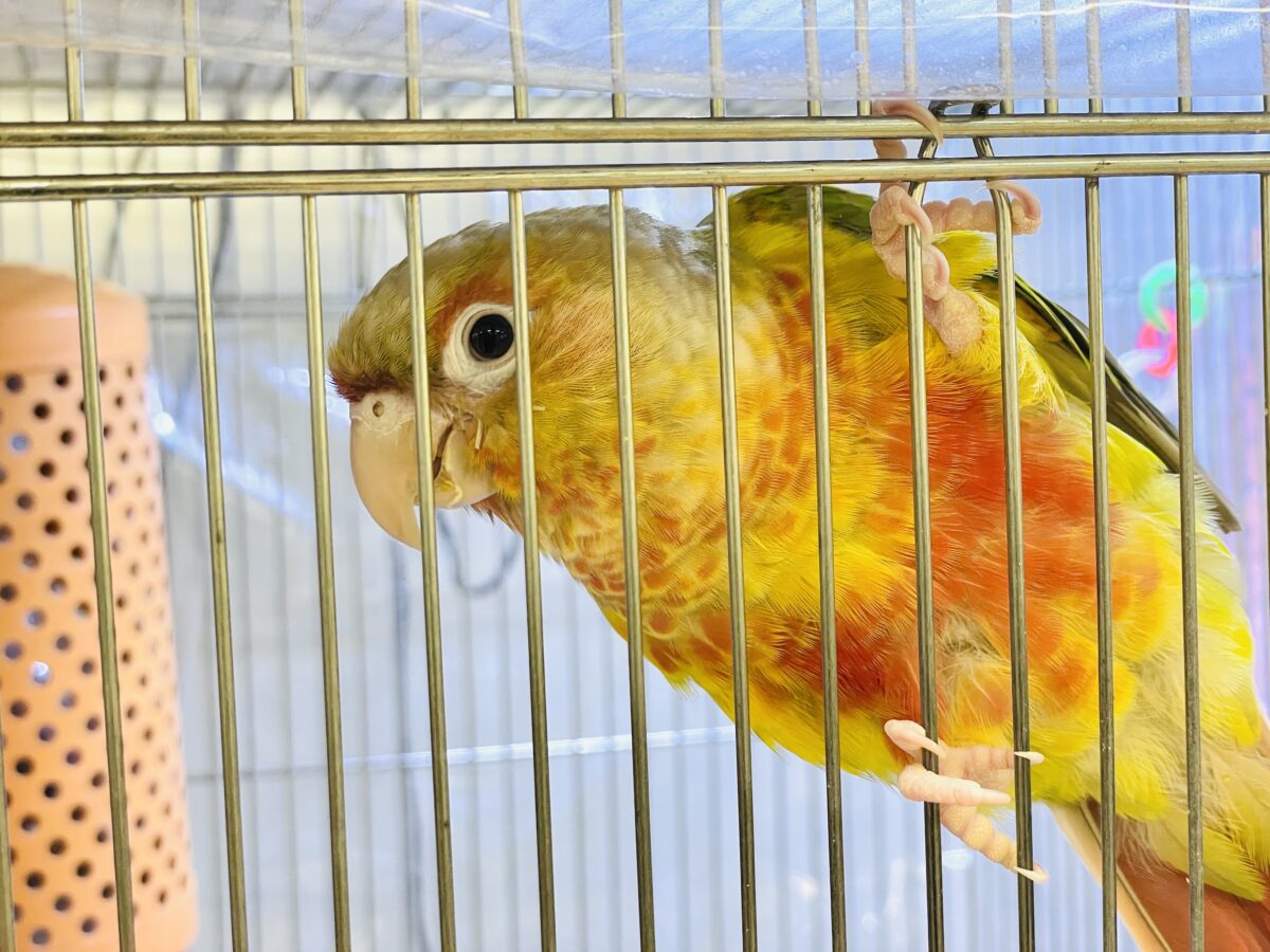 ホオミドリウロコインコ
