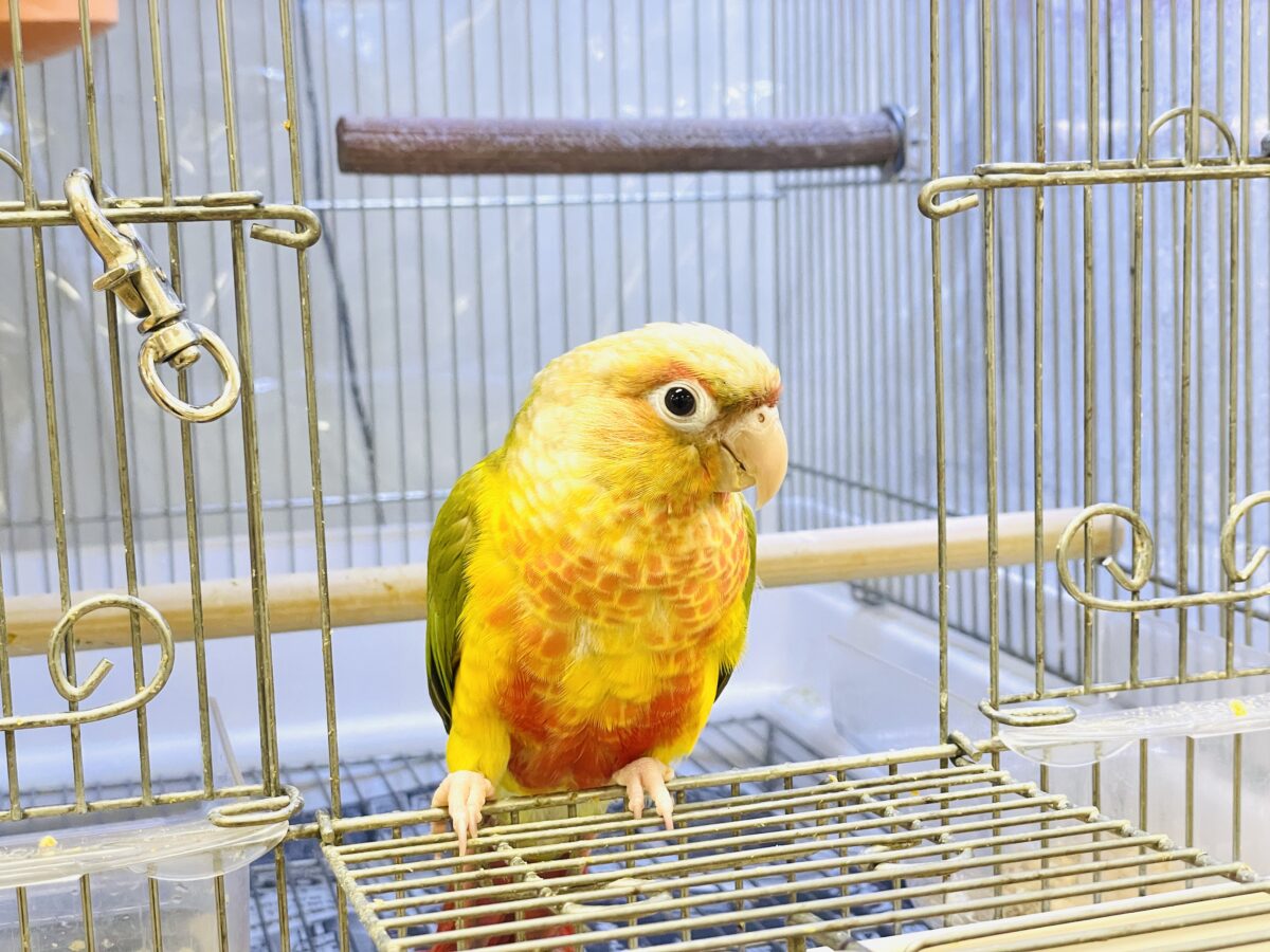 ホオミドリウロコインコ