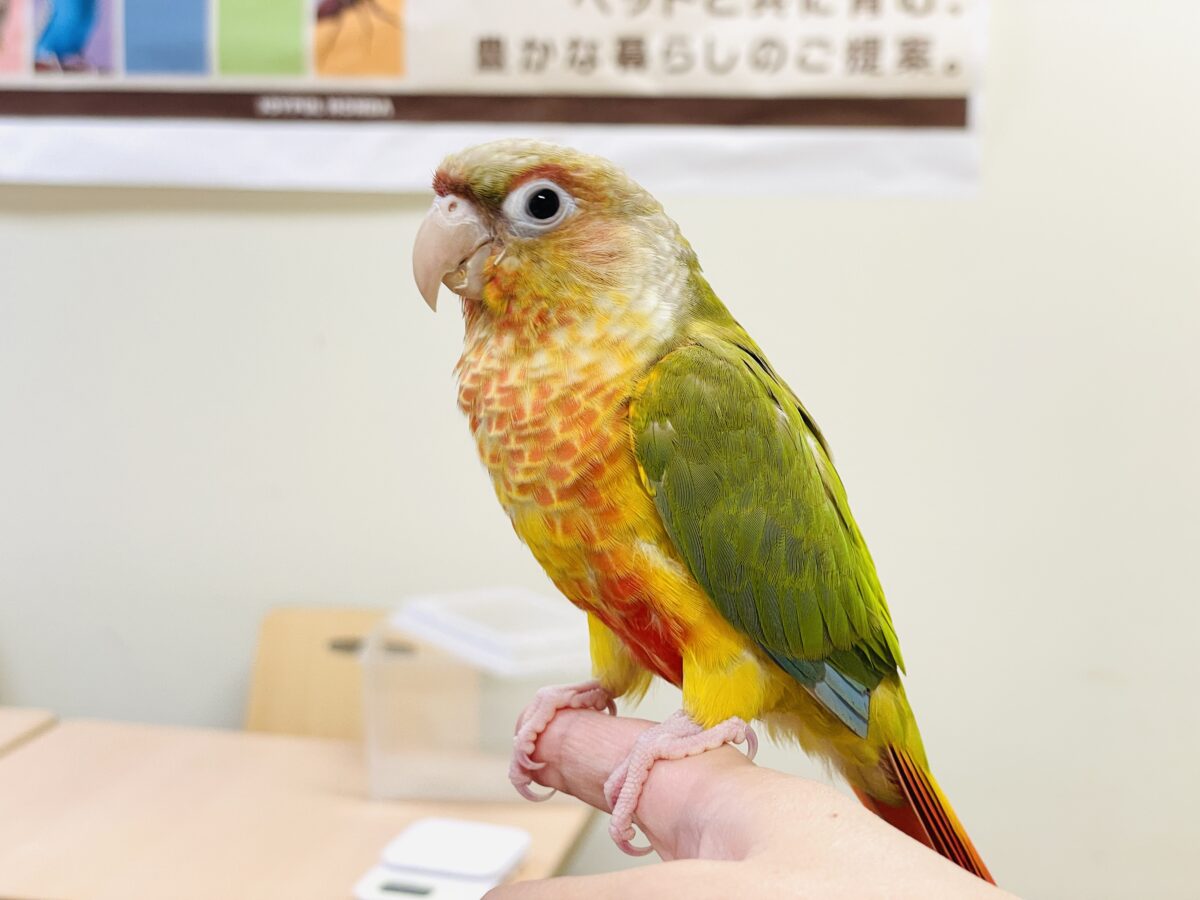 【最新画像】常夏色🍍🏖💕カキカキ好きな甘えんぼ♡ウロコインコ(パイナップル)