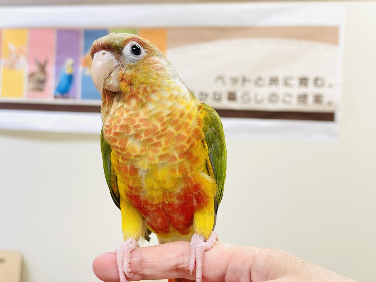 ホオミドリウロコインコ
