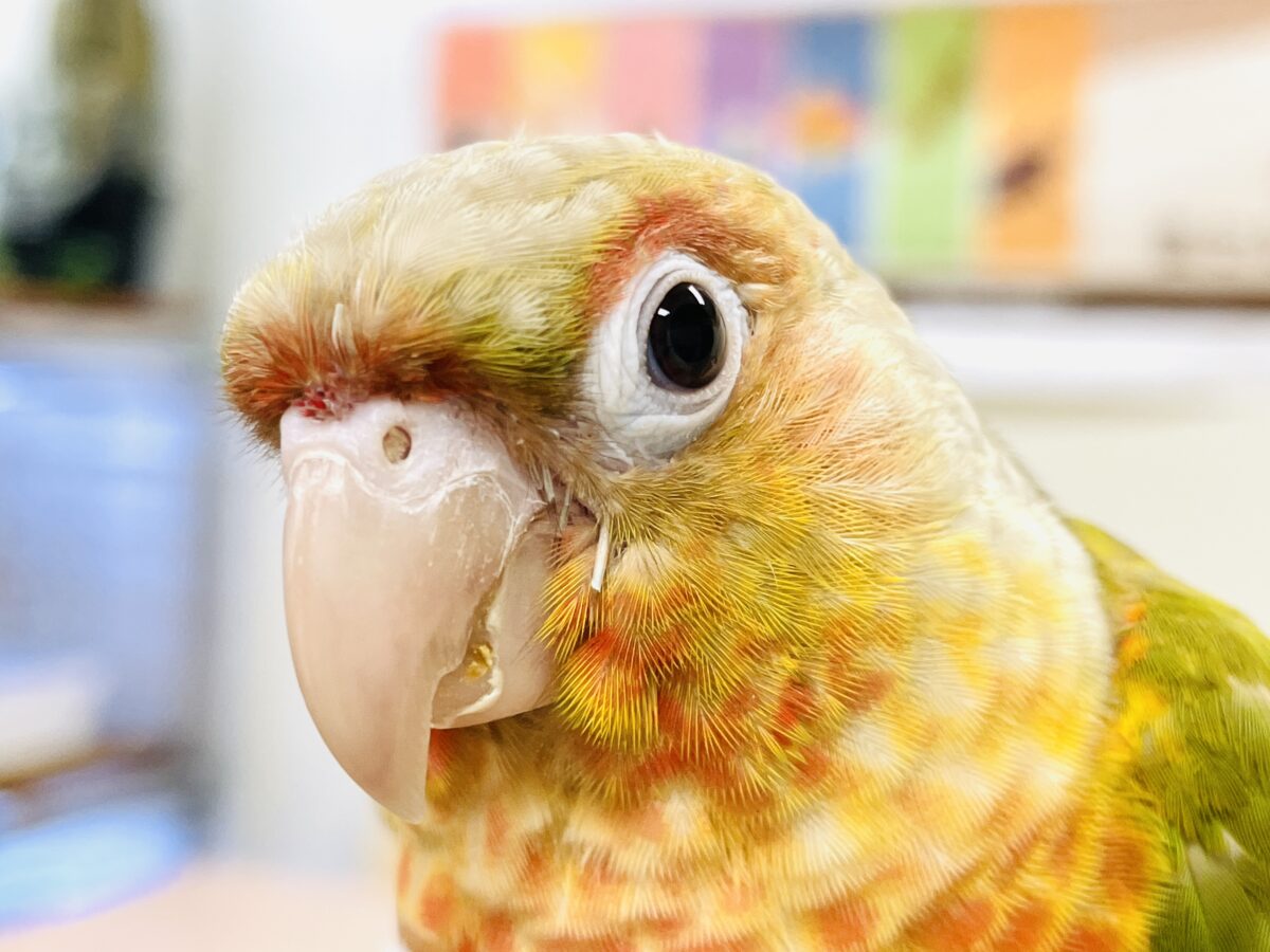 ホオミドリウロコインコ