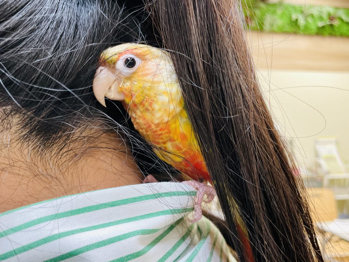 ホオミドリウロコインコ
