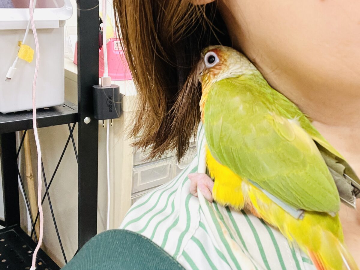 ホオミドリウロコインコ