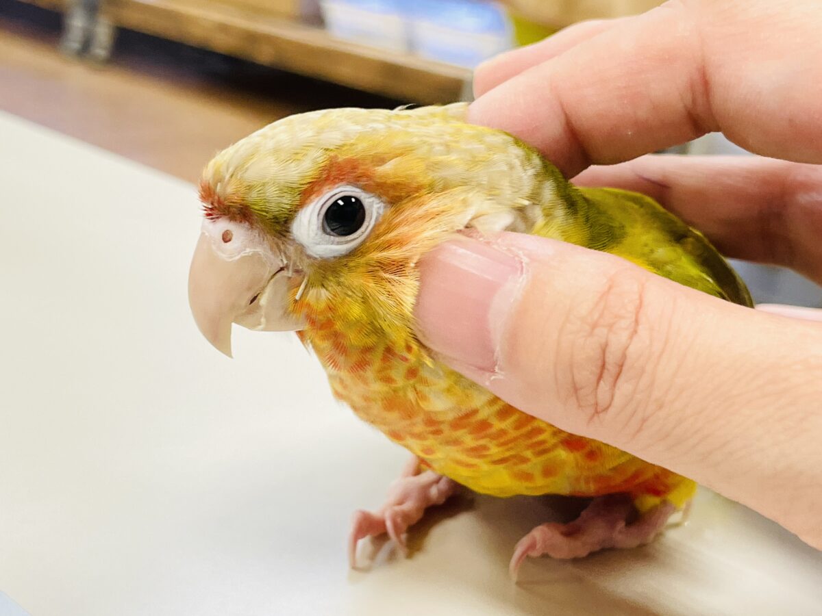 ホオミドリウロコインコ