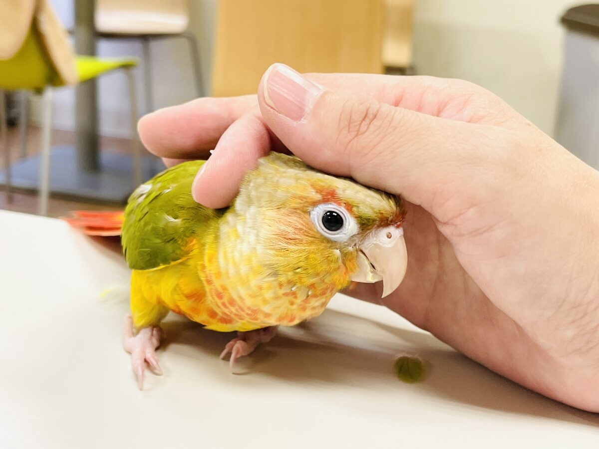 ホオミドリウロコインコ