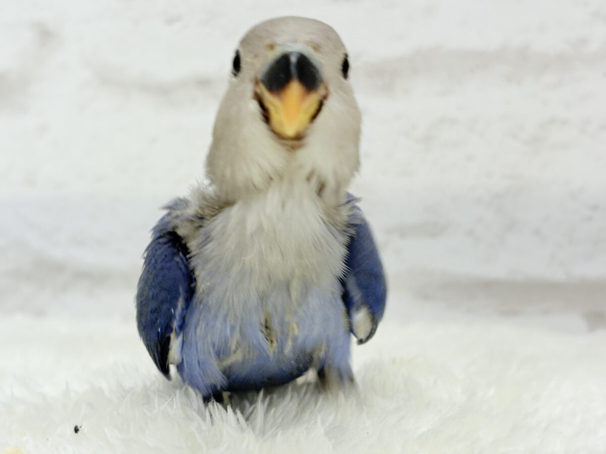 コザクラインコ（小桜インコ）