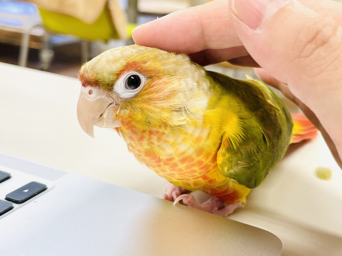 ホオミドリウロコインコ