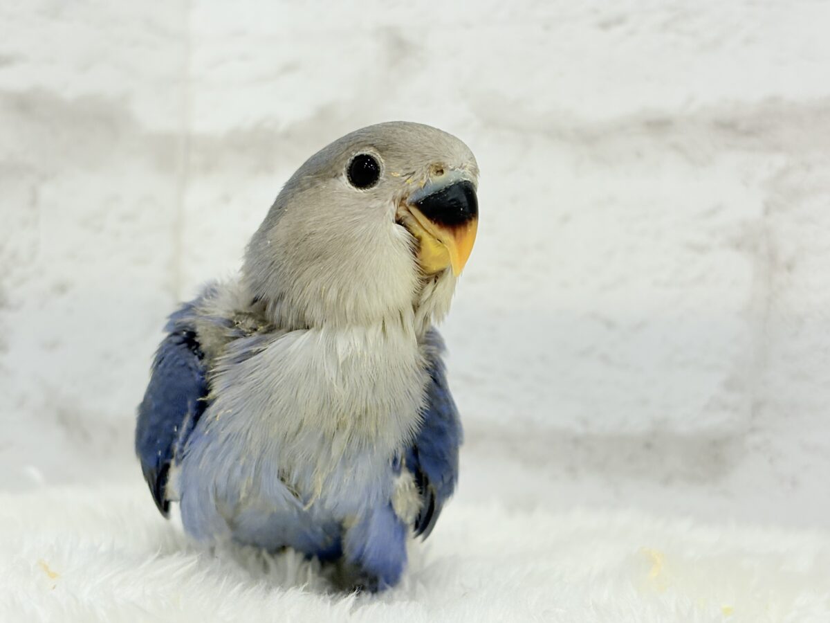 コザクラインコ（小桜インコ）