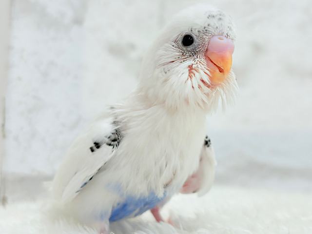 【最新画像更新🪄】ぽっち少なめ‪☆あお多め‪☆セキセイインコ(白ハルクイン) ヒナ