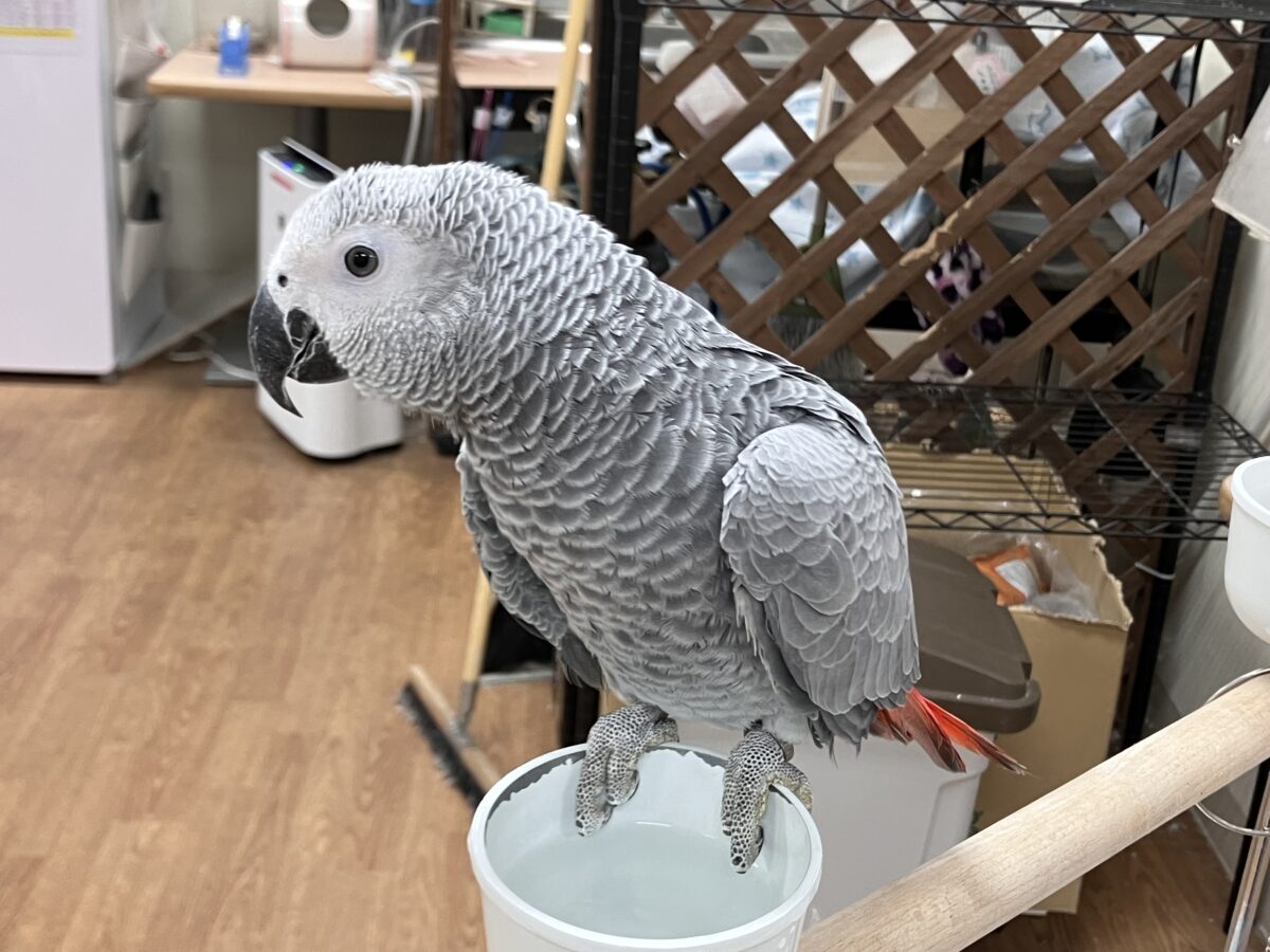 ヨウム