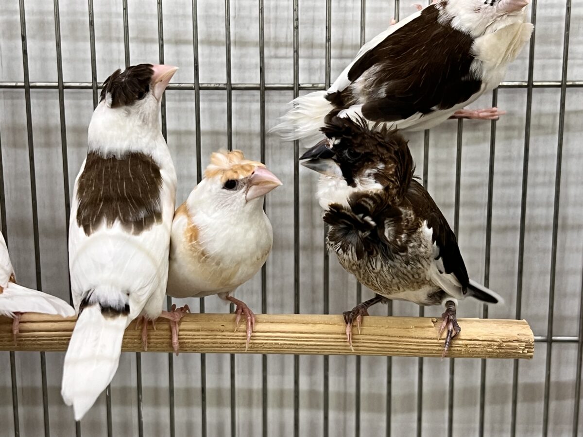 芸物ジュウシマツ