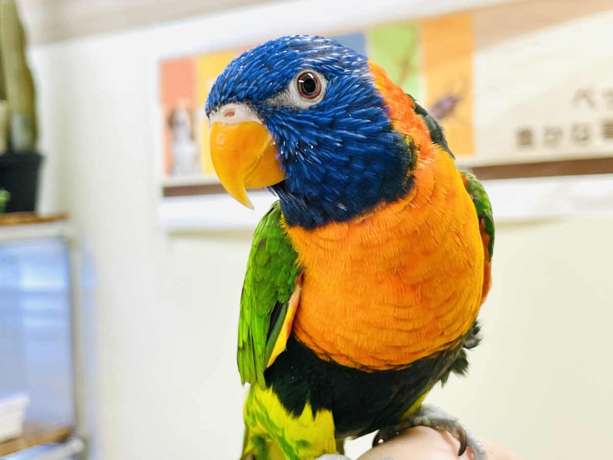 【最新画像】陽気にダンシング🎶✨️💕ゴシキセイガイインコちゃん❣️