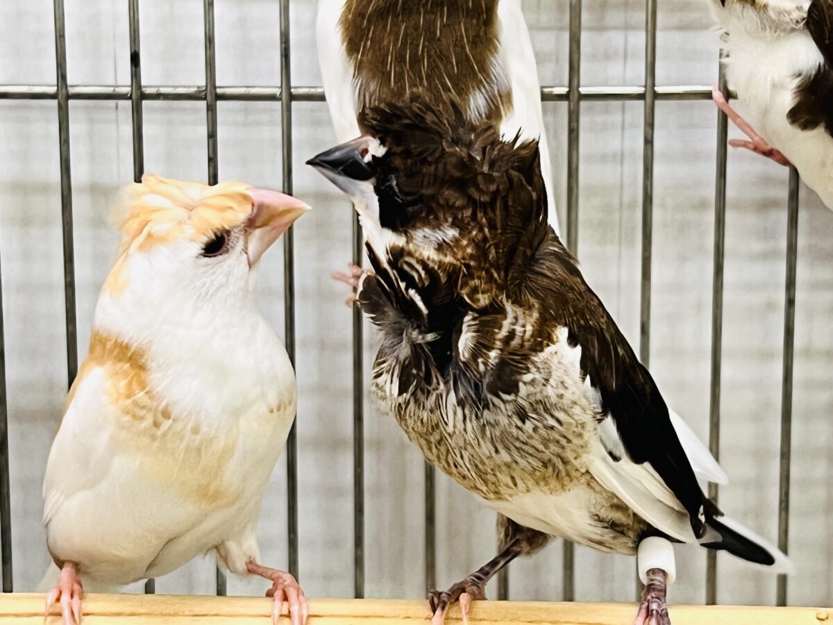 芸物ジュウシマツ