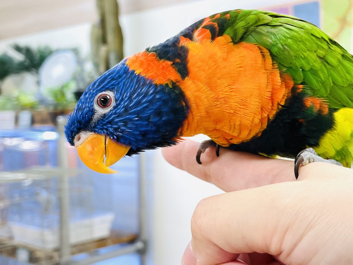 ゴシキセイガイインコ