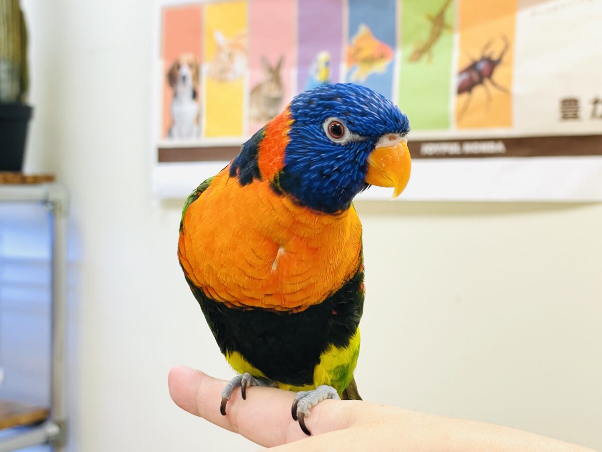 ゴシキセイガイインコ
