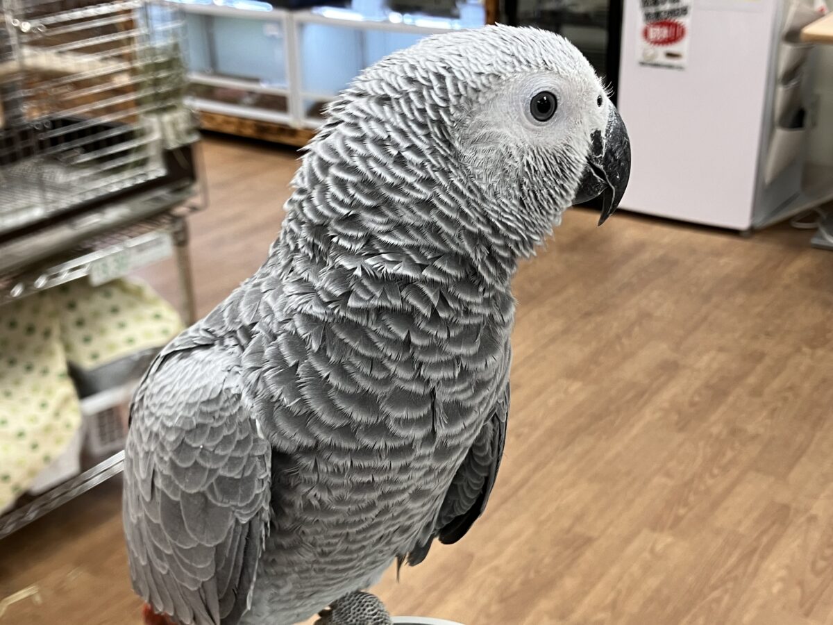ヨウム