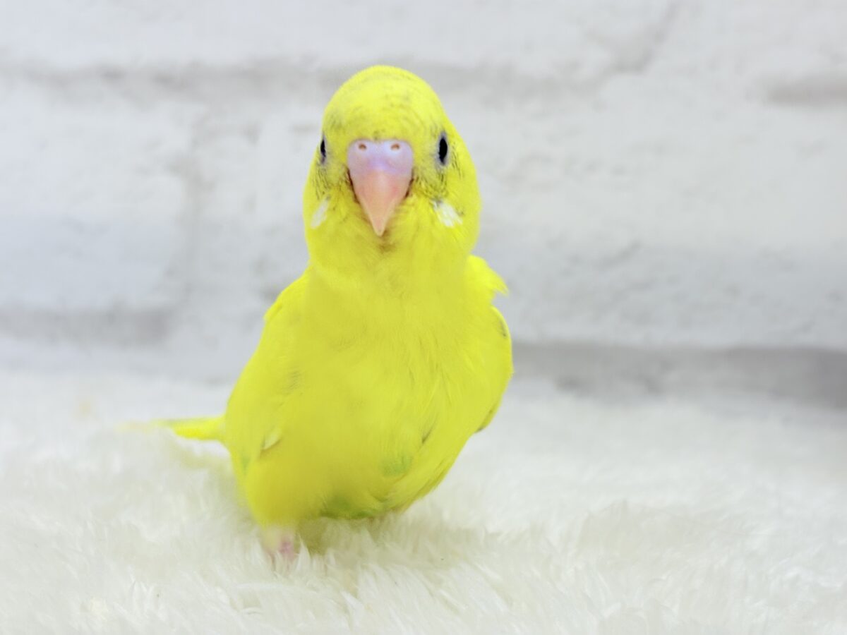 セキセイインコ