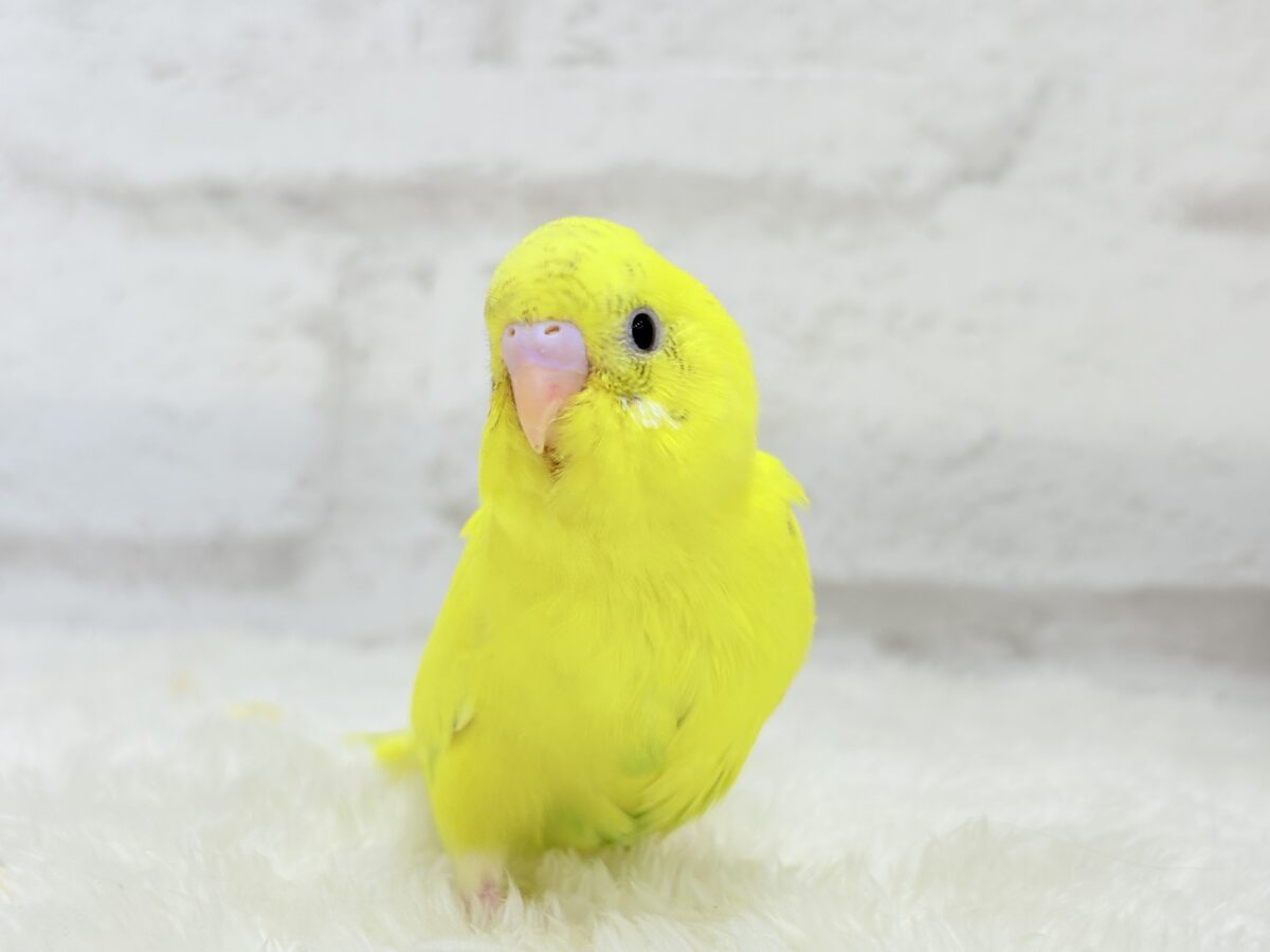 セキセイインコ