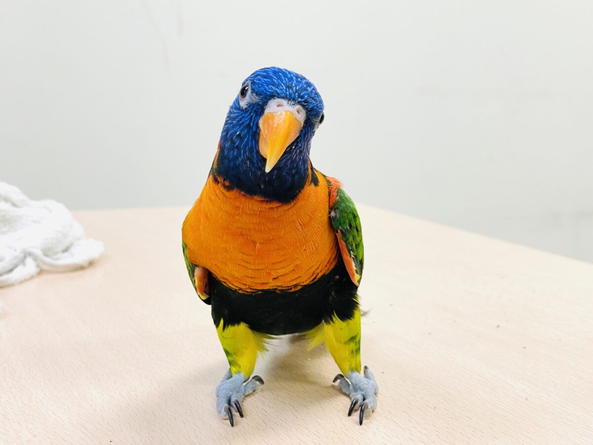 ゴシキセイガイインコ