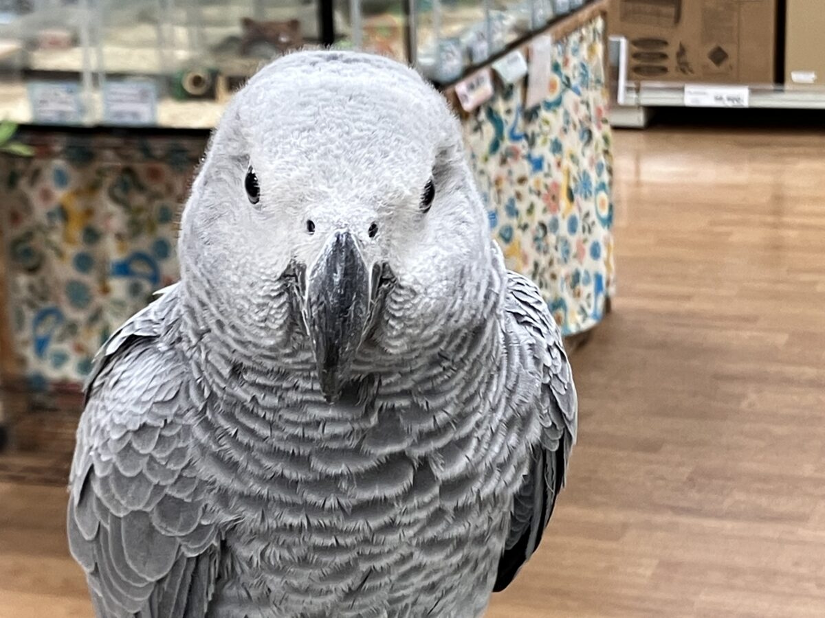 ヨウム