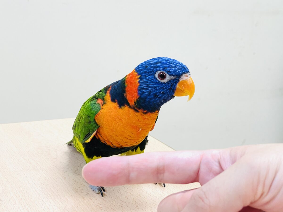 ゴシキセイガイインコ