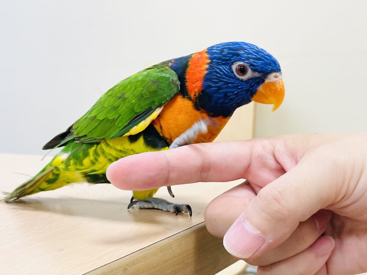 ゴシキセイガイインコ