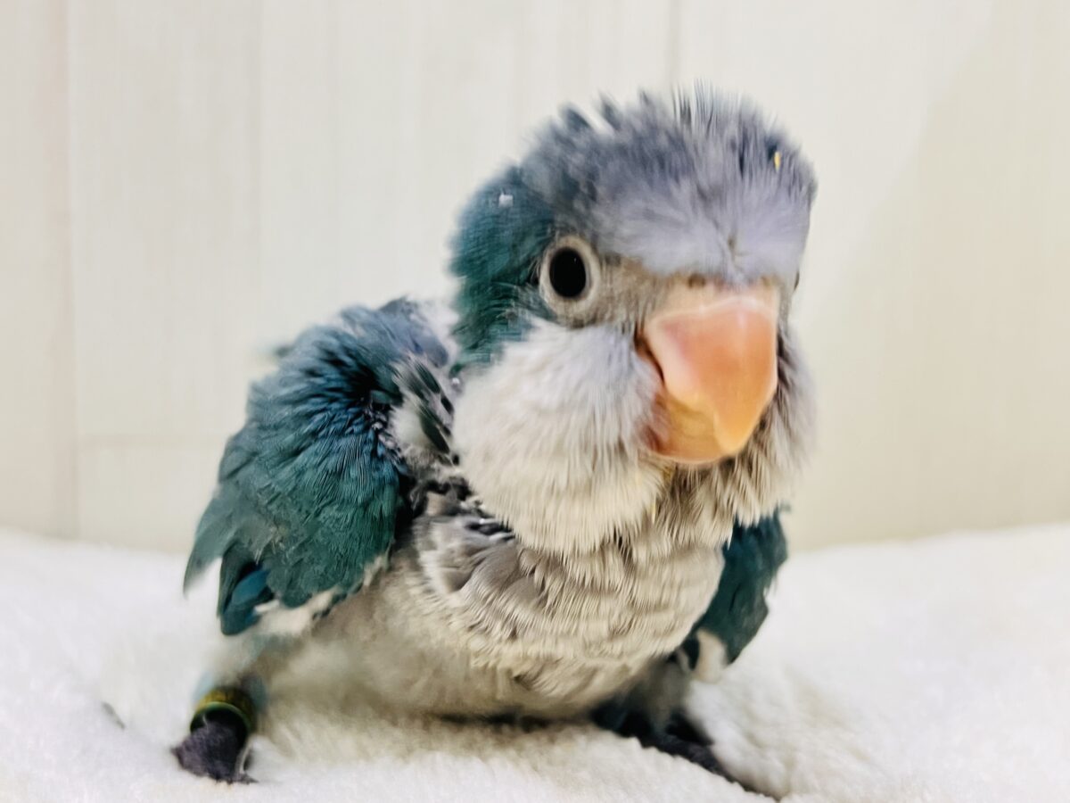 オキナインコ