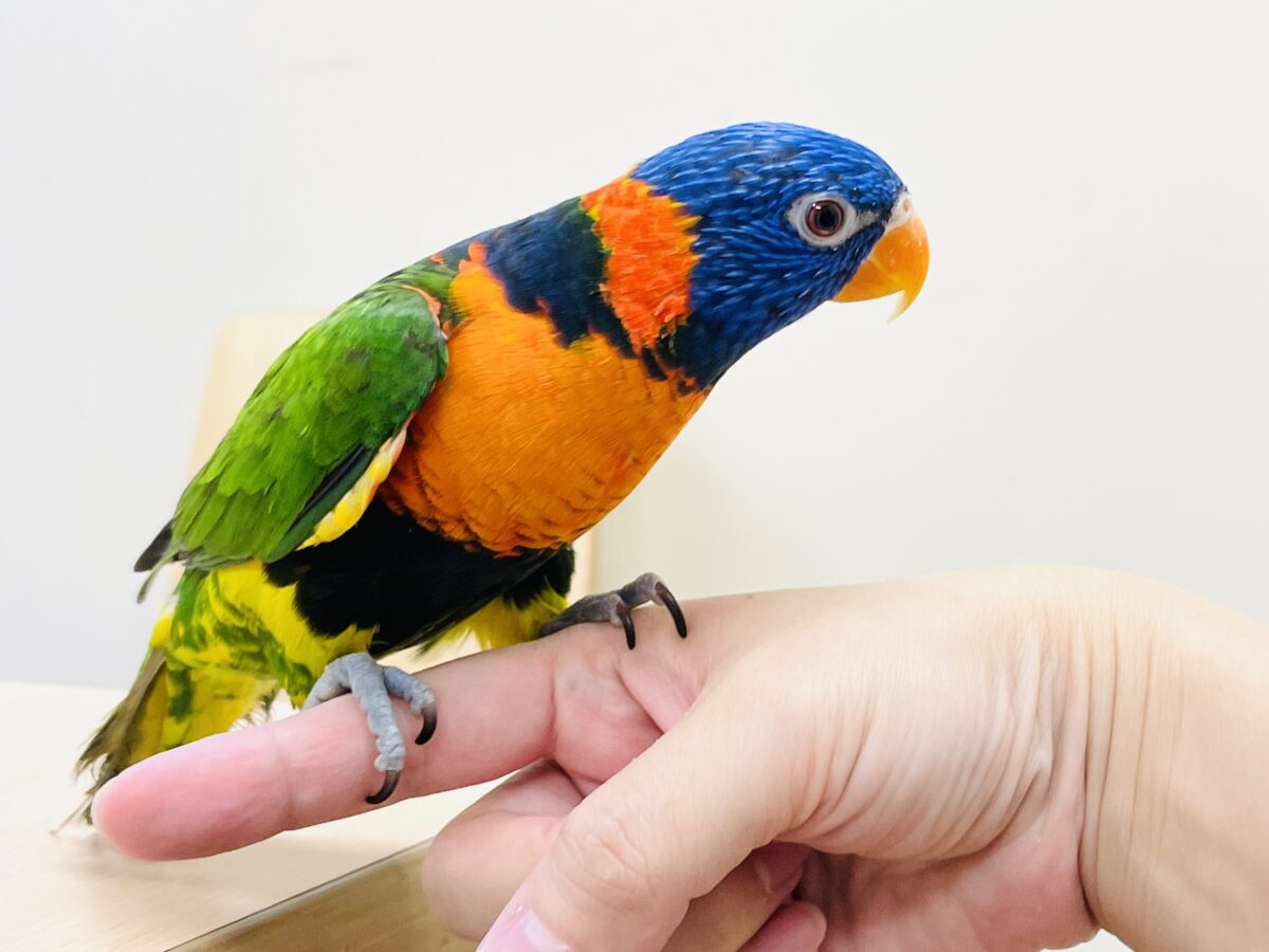 ゴシキセイガイインコ