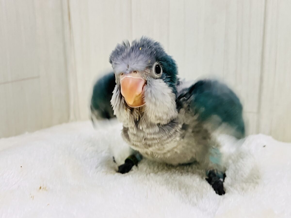 オキナインコ