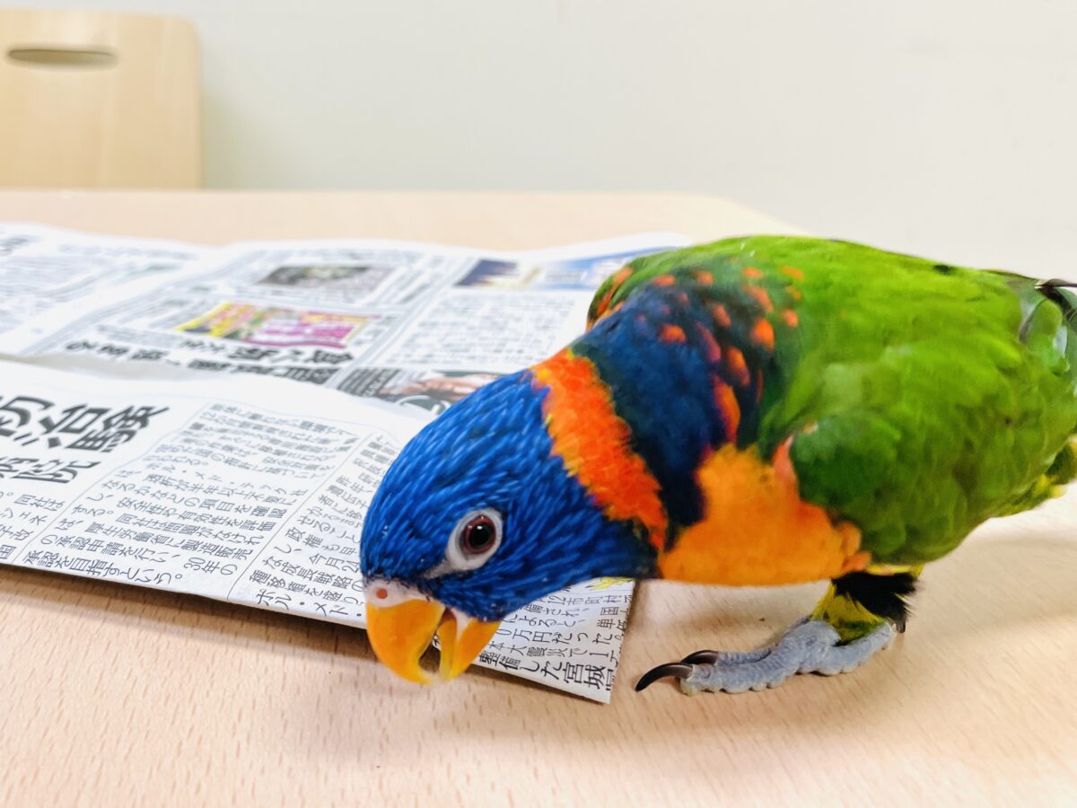 ゴシキセイガイインコ