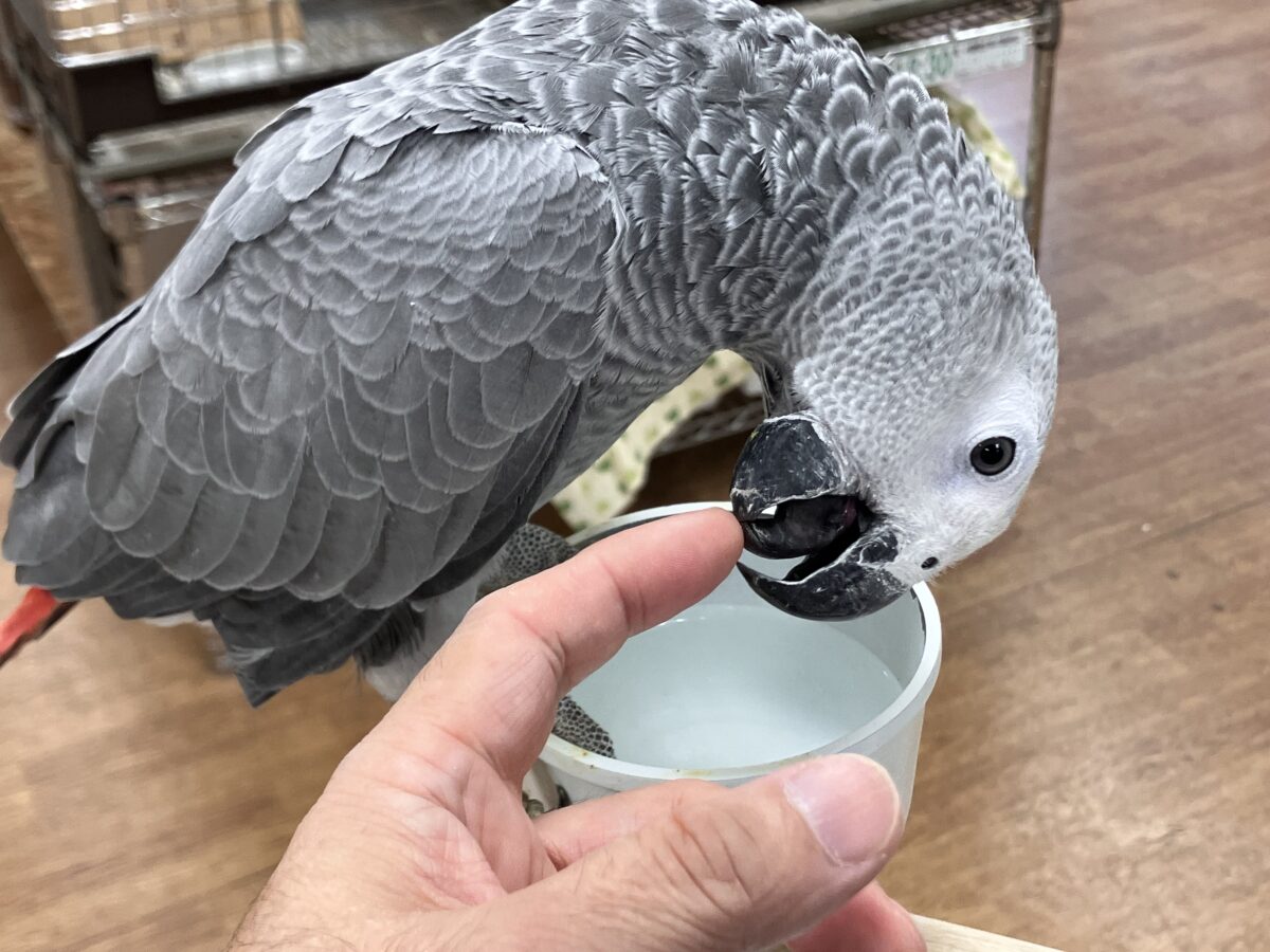 ヨウム