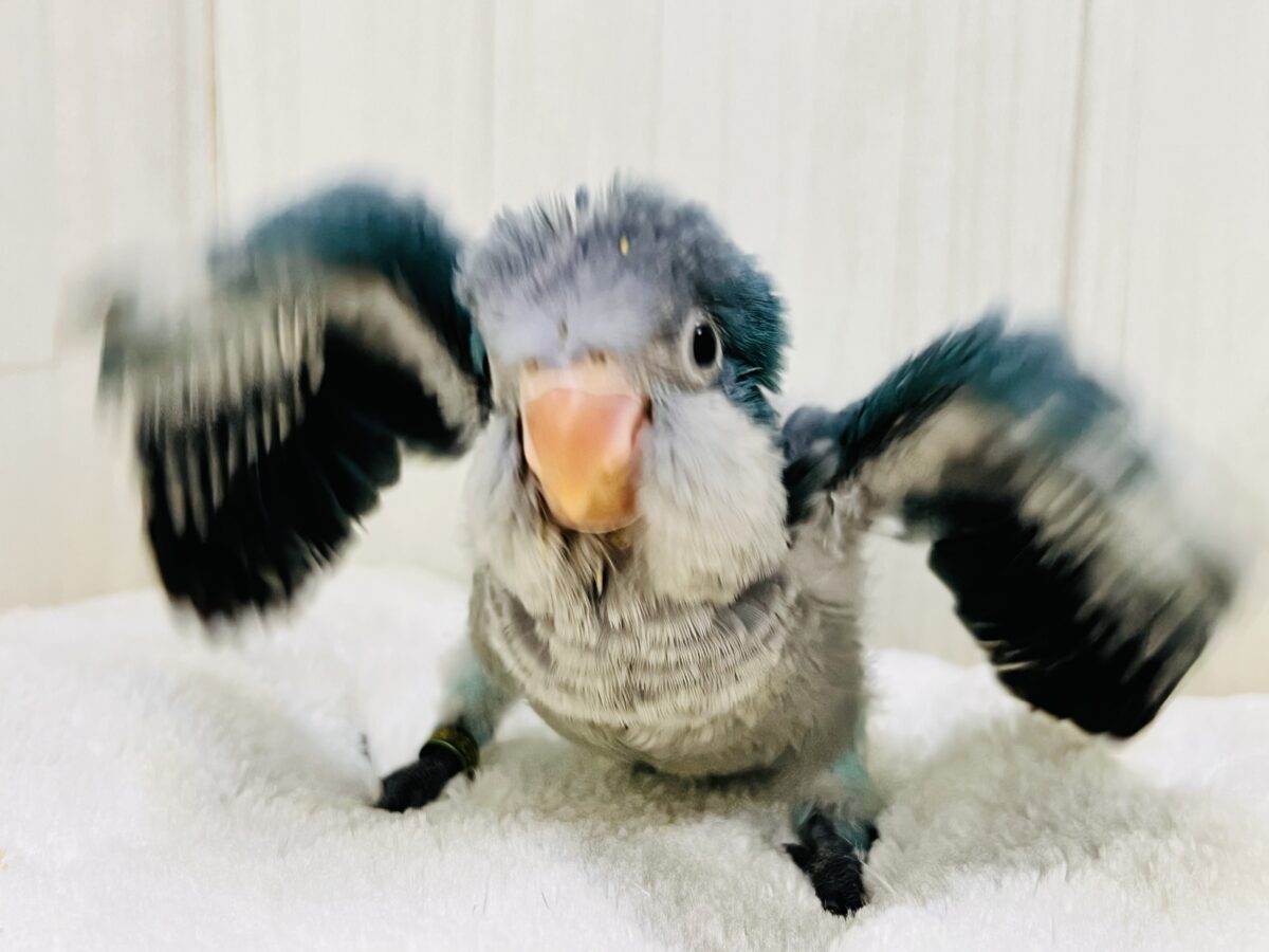 オキナインコ