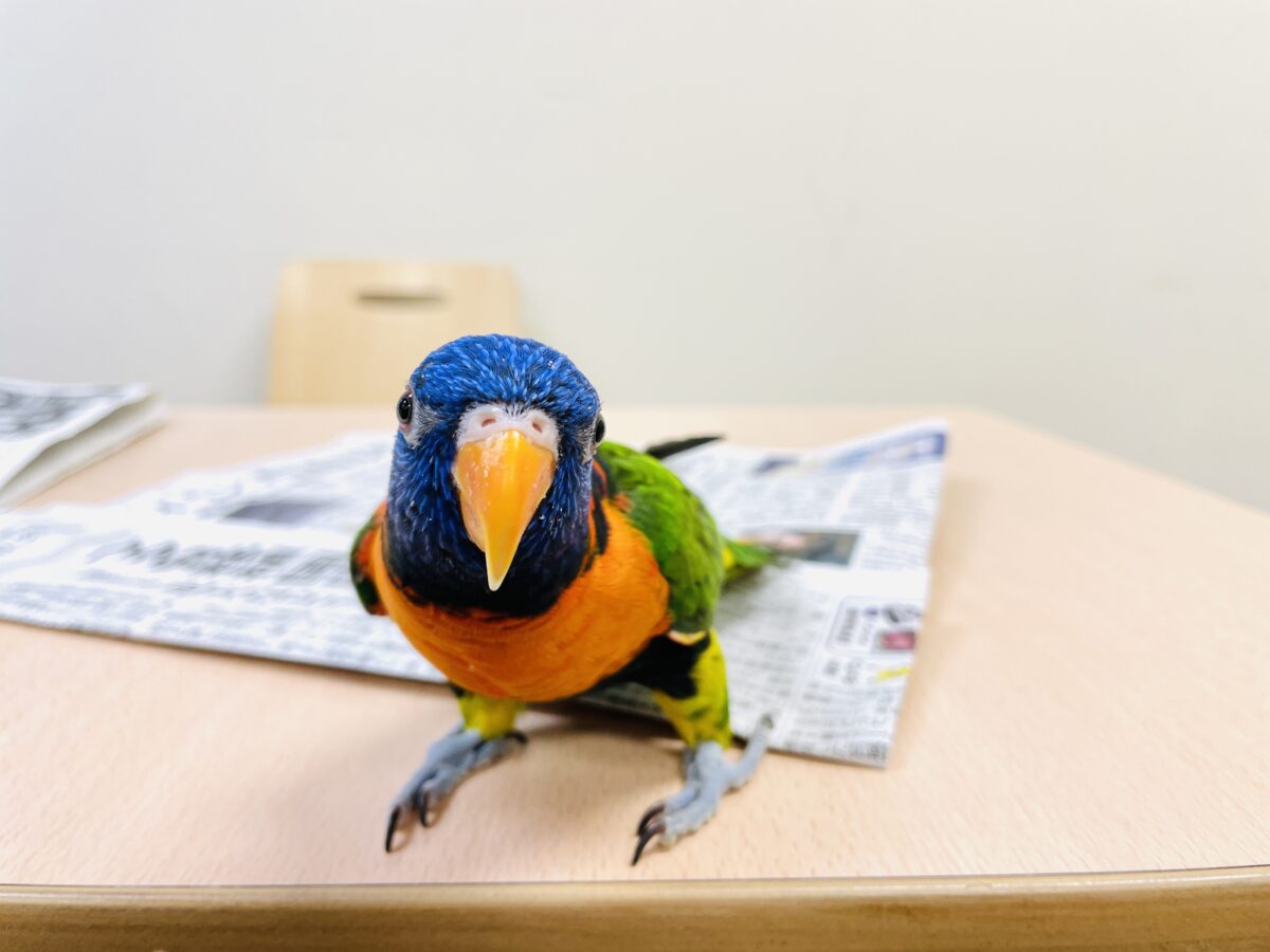 ゴシキセイガイインコ