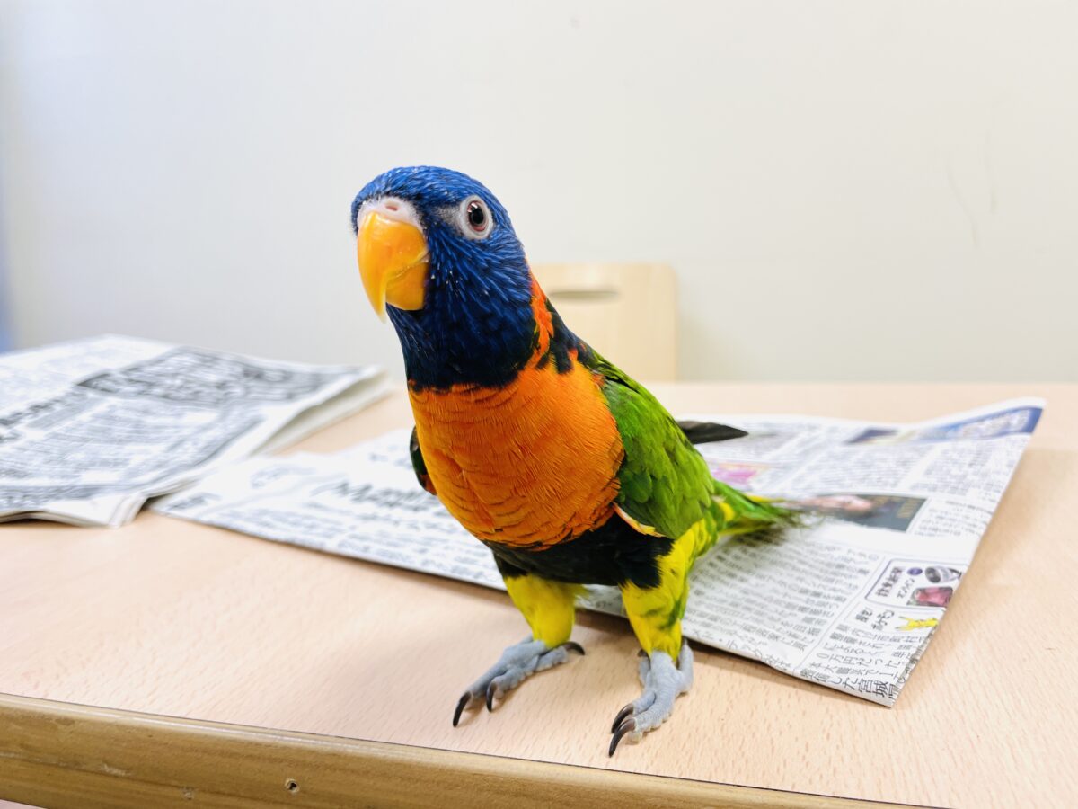 ゴシキセイガイインコ