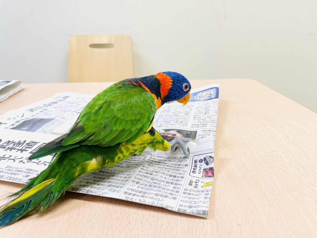 ゴシキセイガイインコ