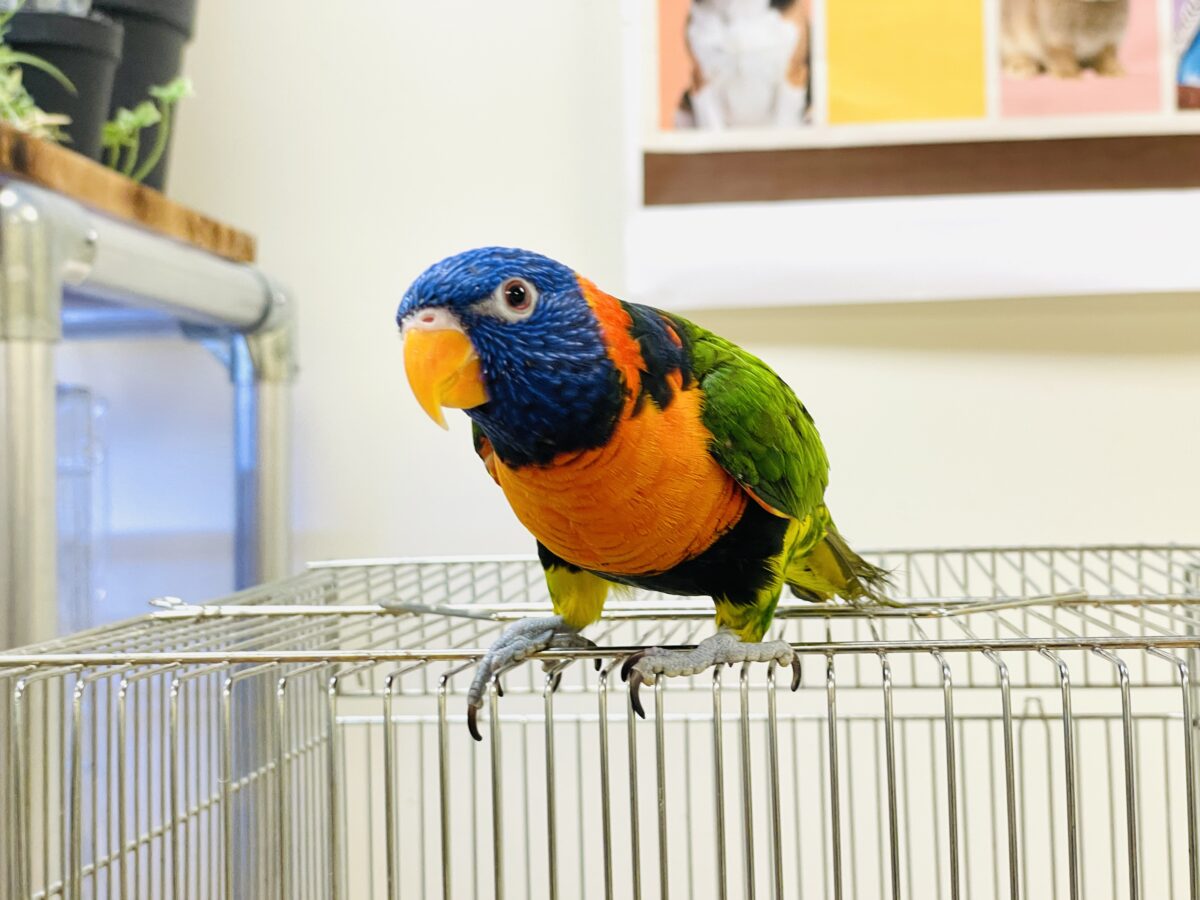 ゴシキセイガイインコ